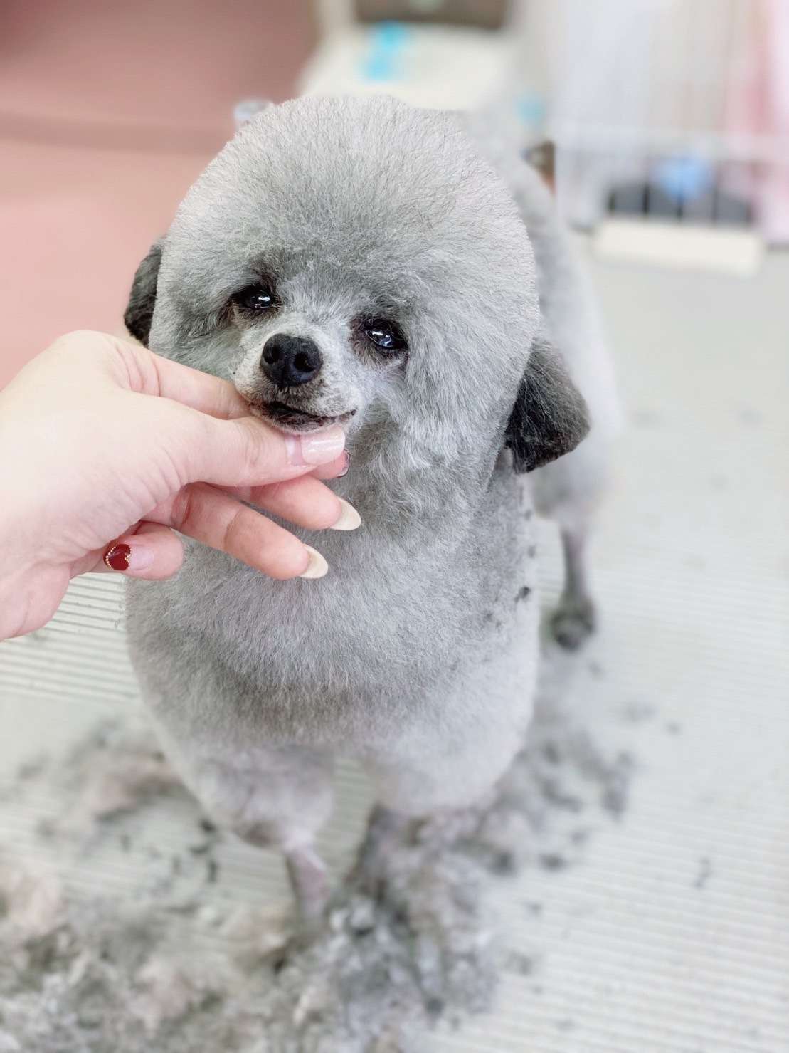 シャンプー&カットコース